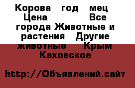 Корова 1 год 4 мец › Цена ­ 27 000 - Все города Животные и растения » Другие животные   . Крым,Каховское